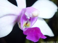 Photo : Phalaenopsis wilsonii