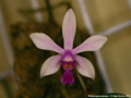 Photo : Phalaenopsis wilsonii